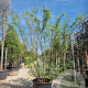 Zelkova serrata 250-300 cm container meerstammig 3 stam