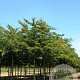 Zelkova serrata 'Urban Ruby' 12-14 HO draadkluit 3 X verplant