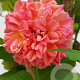Rosa (K) 'Aloha' 150-175 cm vierkant rond 5,5L