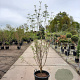 Cornus k. 'Milky Way' 150-175 cm container meerstammig