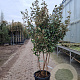 Elaeagnus ebbingei 175-200 cm container piramide