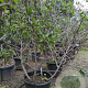 Ficus carica 125-150 cm container meerstammig