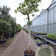 Ficus carica 180 cm stam container 25-30