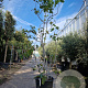 Ficus carica 250-300 cm container meerstammig 3 stam