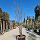 Prunus serrula 200-250 cm container meerstammig extra