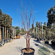 Prunus serrula 200-250 cm container meerstammig extra