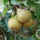 Pyrus c. 'Kirchensaller' 12-14 HO draadkluit 3 X verplant