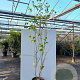 Acer capillipes 250-300 cm container meerstammig
