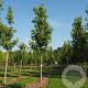 Acer freemanii 'Celzam' 12-14 HO draadkluit