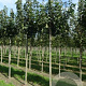 Acer plat. 'Globosum' 12-14 cm draadkluit 225 cm stam 