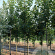 Acer rubrum 20-25 HO draadkluit