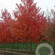 Acer rubrum 'Sun Valley' 250-300 cm draadkluit meerstammig 100-150 breed