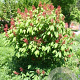 Aesculus pavia splendens 125-150 cm draadkluit meerstammig