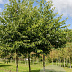 Alnus spaethii 16-18 HO draadkluit