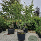 Amelanchier lamarckii 175-200 cm cont. 110L meerstammig