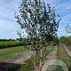 Betula utilis 'Doorenbos' 250-300 cm draadkluit meerstammig 100-150 breed