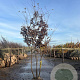 Carpinus betulus 250-300 cm draadkluit meerstammig 100-150 breed