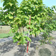 Catalpa bignonioides 175-200 cm draadkluit meerstammig solitair