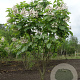 Catalpa bignonioides 250-300 cm draadkluit meerstammig 100-150 breed