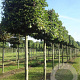 Fagus sylvatica 18-20 cm draadkluit kubus 100x100x100