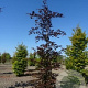 Fagus syl. 'Atropunicea' 18-20 cm draadkluit geveerd
