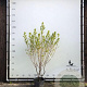 Halesia carolina 175-200 cm container meerstammig