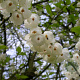 Halesia carolina 10-12 HO draadkluit