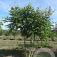 Koelreuteria paniculata 175-200 cm draadkluit meerstammig solitair