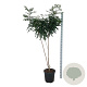 Koelreuteria paniculata 175-200 cm 30L extra