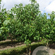 Liquidambar styraciflua 175-200 cm draadkluit meerstammig solitair