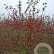 Malus 'Red Sentinel' 250-300 cm draadkluit meerstammig 100-150 breed