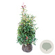 Photinia fraseri 'Red Robin' 100-125 cm met kluit extra