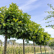 Quercus pal. 'Green Dwarf' 14-16 cm draadkluit 225 cm stam 