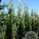 Quercus warei Regal Prince 14-16 cm draadkluit geveerd