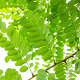 Robinia pseudoacacia 20-25 HO draadkluit