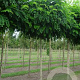 Robinia ps. 'Umbraculifera' 20-25 cm draadkluit 225 cm stam schermvorm