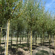 Salix alba 'Chermesina' 20-25 HO draadkluit 225 cm stam geknot