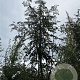 Sorbus aucuparia 14-16 HO draadkluit