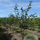 Tilia cordata 250-300 cm draadkluit meerstammig 100-150 breed