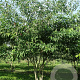 Cornus alternifolia 250-300 cm draadkluit meerstammig 100-150 breed