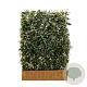 Elaeagnus ebbingei 120x155 Mobilane kant en klaar haag