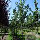 Prunus avium 16-18 HO draadkluit