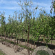 Prunus serrula 250-300 cm draadkluit meerstammig 100-150 breed