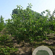 Prunus yedoensis 175-200 cm draadkluit meerstammig solitair