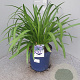 Agapanthus Eydori Blue GM 9L
