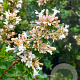 Abelia chinensis 150-175 cm 50L