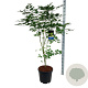 Acer Arctic Jade 150-175 cm 30L extra