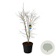 Acer Arctic Jade 175-200 cm cont. 90L extra