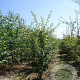 Acer campestre 175-200 cm draadkluit meerstammig