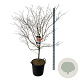 Acer North Wind 150-175 cm cont. 55L extra
